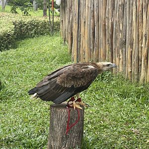 juvenile white-bellied sea eagle (icthyophaga leucogaster) - taman burung