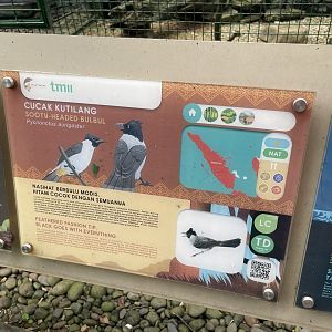 wallacea & sahul - sooty-headed bulbul signage - taman burung