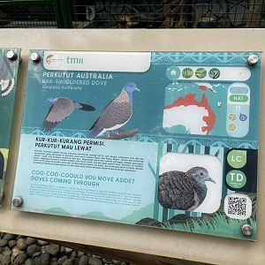 wallacea & sahul - bar-shouldered dove - taman burung