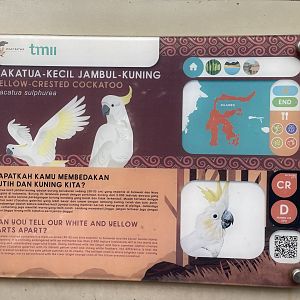 wallacea & sahul - yellow-crested cockatoo signage - taman burung