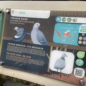 wallacea & sahul - spotted dove signage - taman burung