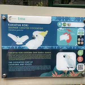 wallacea & sahul - sulphur-crested cockatoo signage - taman burung