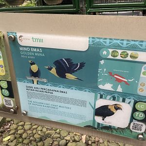 wallacea & sahul - golden myna signage - taman burung