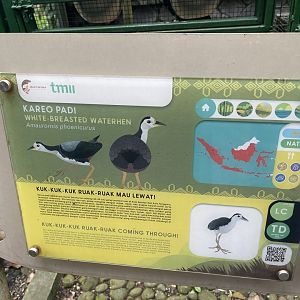 wallacea & sahul - white-breasted waterhen signage - taman burung