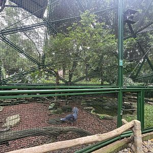 wallacea & sahul - aviary no. 7 - taman burung
