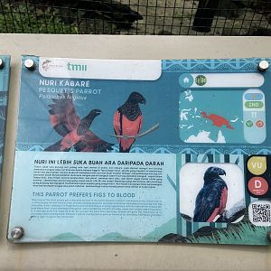 wallacea & sahul - pesquet's parrot (psittrichas fulgidus) - taman burung