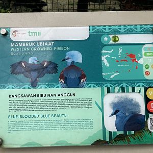 wallacea & sahul - western crowned pigeon - taman burung