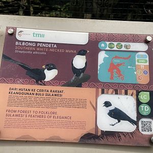 wallacea & sahul - white-necked myna (streptocitta albicollis) - taman burung