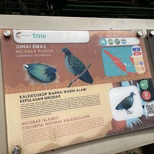 wallacea & sahul - nicobar pigeon signage - taman burung