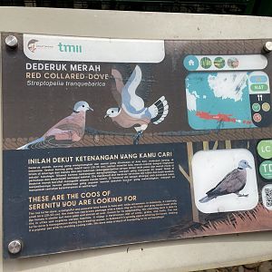 wallacea & sahul - red collared dove signage - taman burung