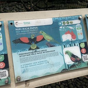 wallacea & sahul - red-winged parrot signage - taman burung