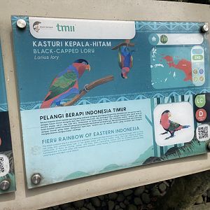 wallacea & sahul - black-capped lory signage - taman burung