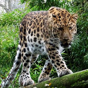 Amur leopard