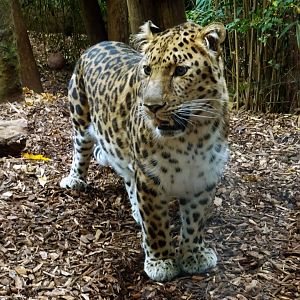 Amur leopard