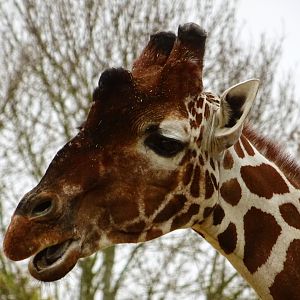 Reticulated giraffe