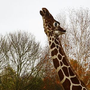 Reticulated giraffe