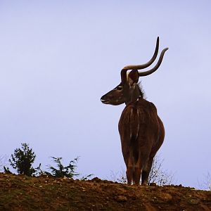 Greater kudu