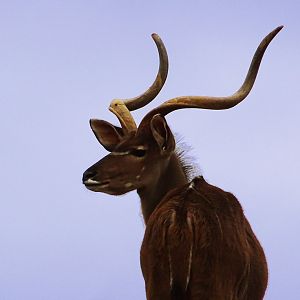 Greater kudu