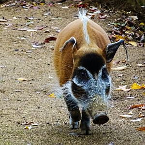 Red river hog