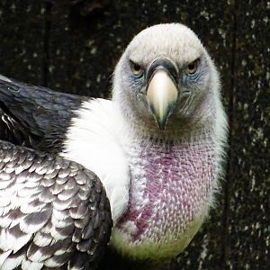 Griffon vulture