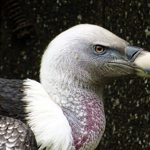 Griffon vulture