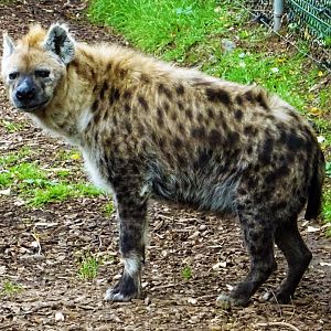 Spotted hyena
