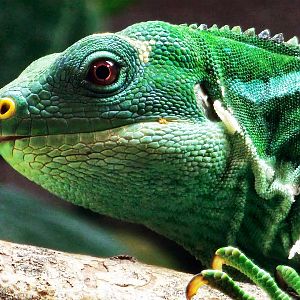Fiji banded iguana