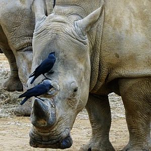 White rhinos and jackdaws