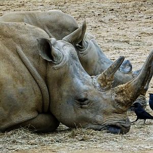 White rhinos and jackdaws