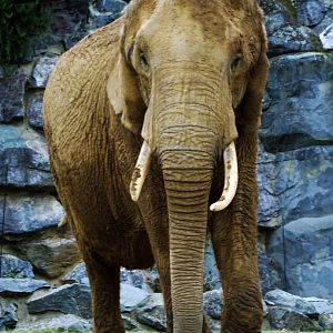 African elephant