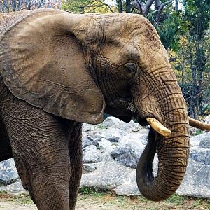 African elephant