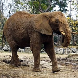 African elephant