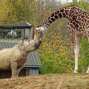 Rhino and giraffe interspecies interaction