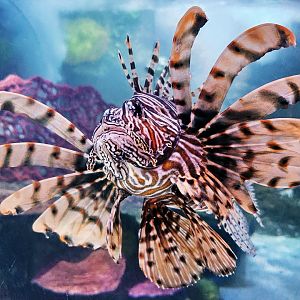 Red lionfish