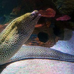 Honeycomb moray