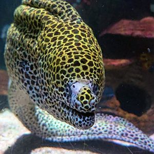 Honeycomb moray