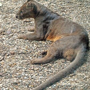Fossa