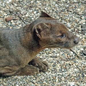 Fossa