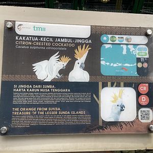 wallacea & sahul - citron-crested cockatoo signage - taman burung