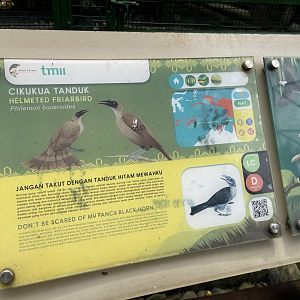 wallacea & sahul - helmeted friarbird signage - taman burung