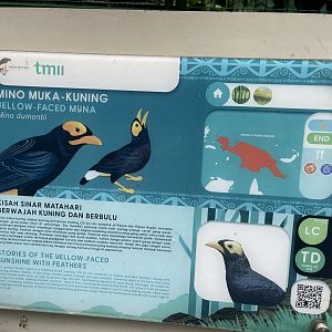 wallacea & sahul - yellow-faced myna signage - taman burung