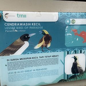 wallacea & sahul - lesser bird-of-paradise signage - taman burung