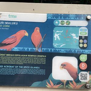 wallacea & sahul - red lory signage - taman burung