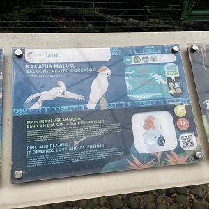 wallacea & sahul - salmon-crested cockatoo signage - taman burung