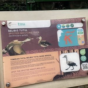 wallacea & sahul - spotted whistling duck signage - taman burung