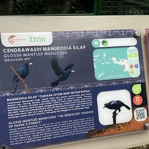wallacea & sahul - glossy-mantled manucode signage - taman burung