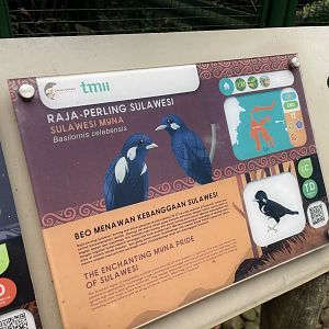wallacea & sahul - sulawesi myna signage - taman burung