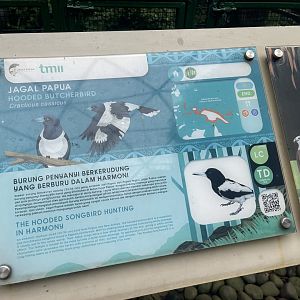 wallacea & sahul - hooded butcherbird signage - taman burung