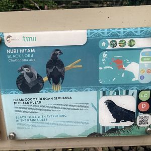 wallacea & sahul - black lory signage - taman burung
