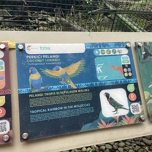 wallacea & sahul - coconut lorikeet signage - taman burung